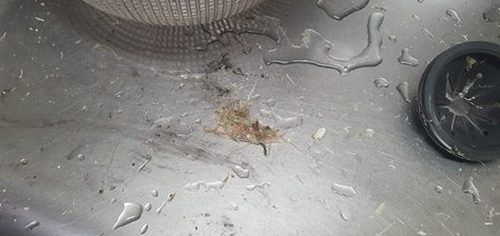 파주 하수구막힘 배수 흐름 재확인 과정